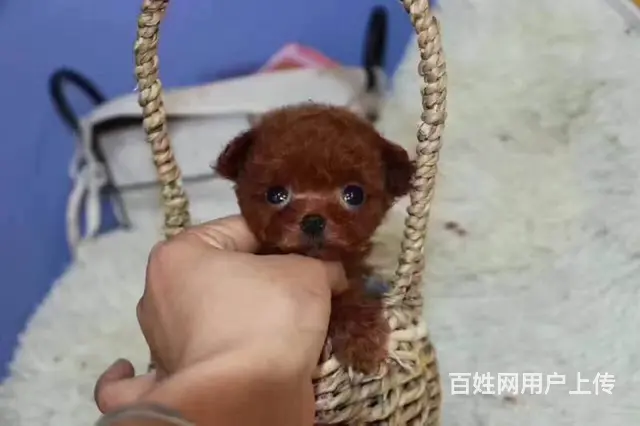 泰迪犬颜色齐全可见父母保证冠军级血统 - 图片 7