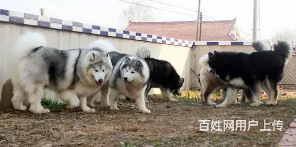 熊版阿拉斯加雪橇犬 巨型阿拉 完美售后 三色均有 - 图片 5