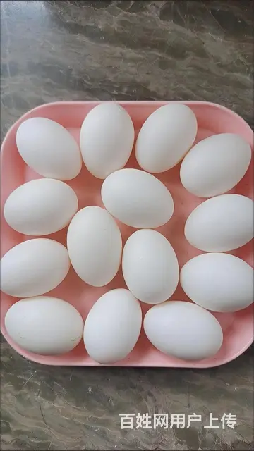 出售乳鸽，大肉鸽子， - 图片 6