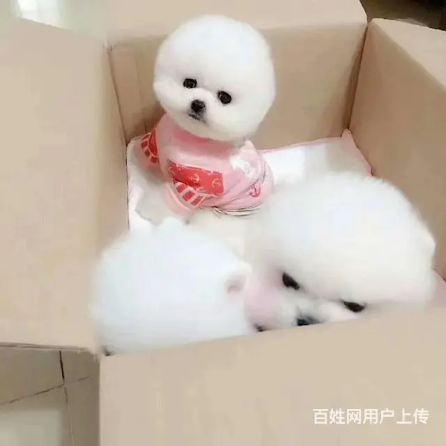 纯种哈多利博美犬 纯种球体白色博美幼犬供您选 - 图片 7