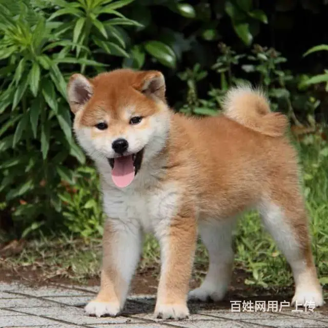 纯种柴犬、保纯保健康、CKU认证血统、质量三包 - 图片 3