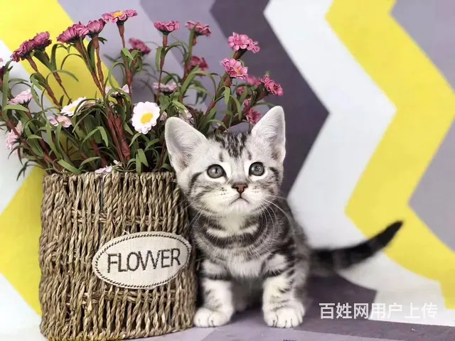 白城出售纯种美短猫 包健康 无病无癣 活泼可爱 - 图片 8