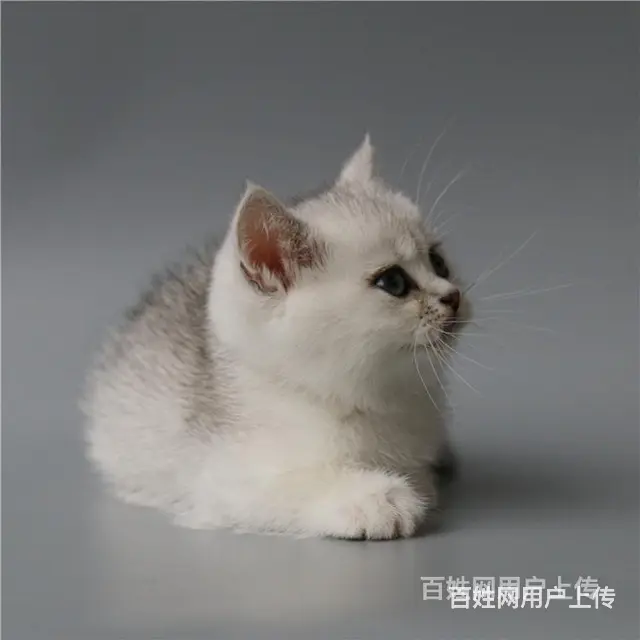 巢湖纯种英短银渐层多少钱一只 - 图片 7