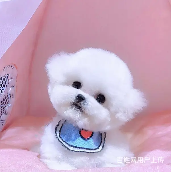 纯种比熊犬业 赛系比熊幼犬 保健康签协议 - 图片 9
