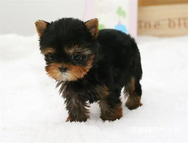广州买狗首选推荐 正规犬舍 纯种约克夏犬多只待售 - 图片 11