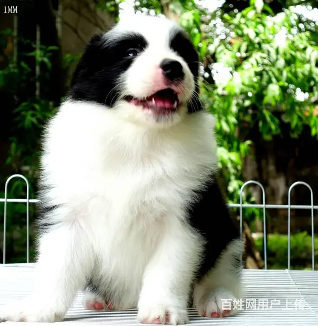 出售   高品质边牧宝宝【益帆边境犬舍】 - 图片 11