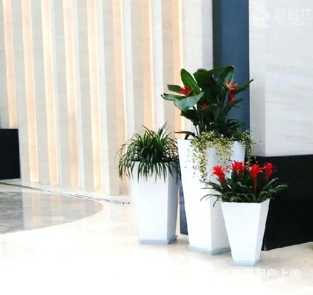 珠海绿植租赁服务 - 图片 1