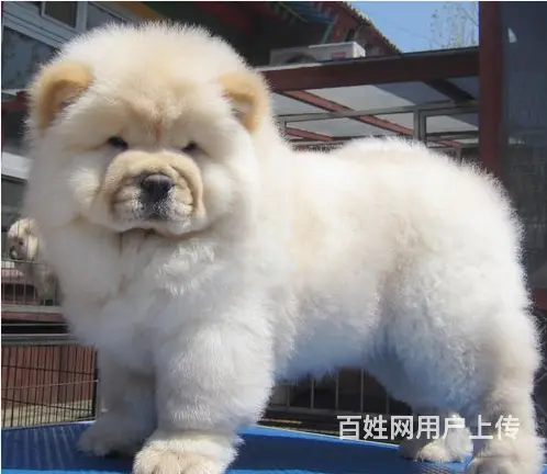临汾宠物店卖松狮，松狮幼犬一只多少钱 - 图片 9
