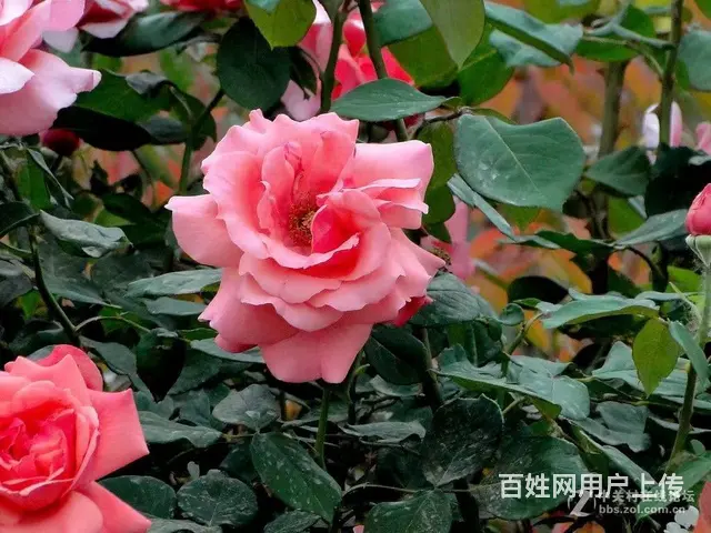 朝辉小区 普通住宅1厅 简单装修 - 图片 1