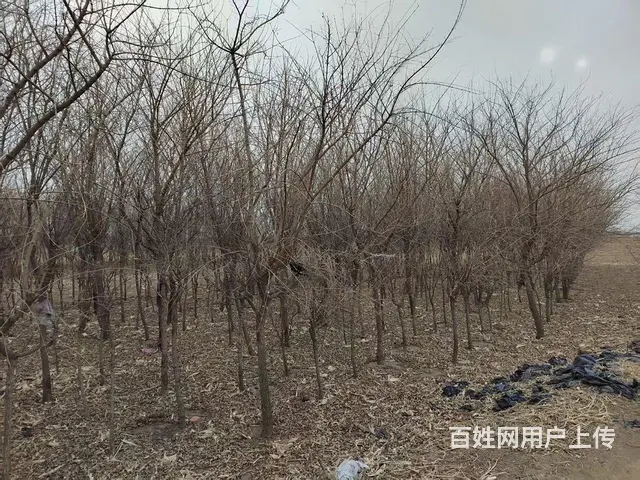 低价出售沈阳塔柏，红豆杉，五角枫乔木 - 图片 1