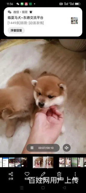 纯种日本豆才犬，刺色黑色白色 - 图片