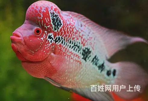 南充出售泰国进口精品罗汉鱼一手货源，送货上门 - 图片 5