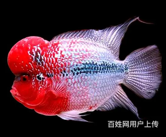 南充出售泰国进口精品罗汉鱼一手货源，送货上门 - 图片 1