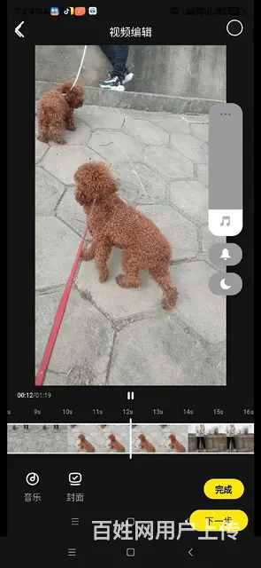 纯种 - 图片