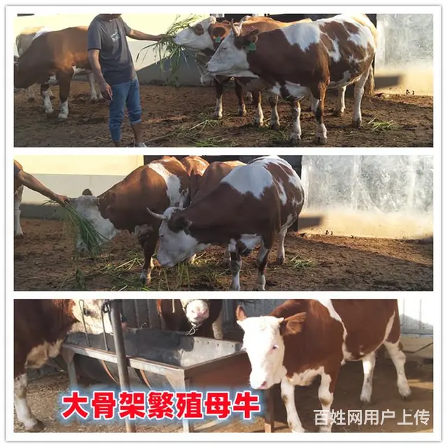 8个月 西门塔尔小公牛 现在什么价格 - 图片 2