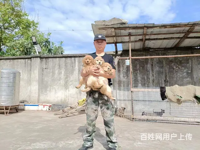 南充大骨架金毛 - 图片 4