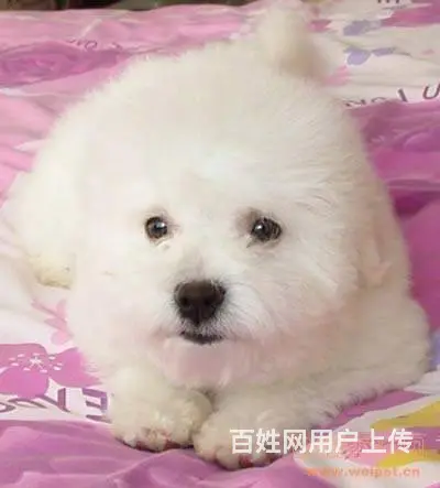 广州比熊犬一只多少钱 实体犬舍 自家繁殖保健康 - 图片 7