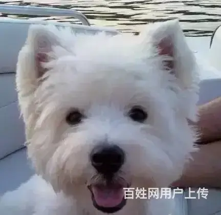 哪里有西高地卖西高地多少钱西高地哪里有卖 - 图片 7