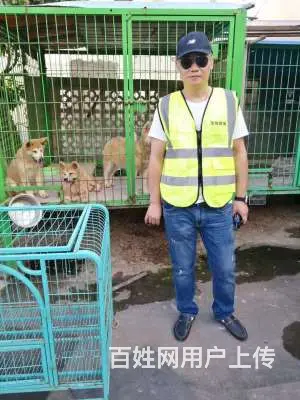 常州狗走丢了怎么办，找专业宠物救援队 - 图片 1