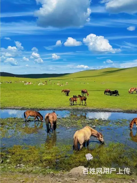 呼伦贝尔大草原旅游包车深度游草原 - 图片 3