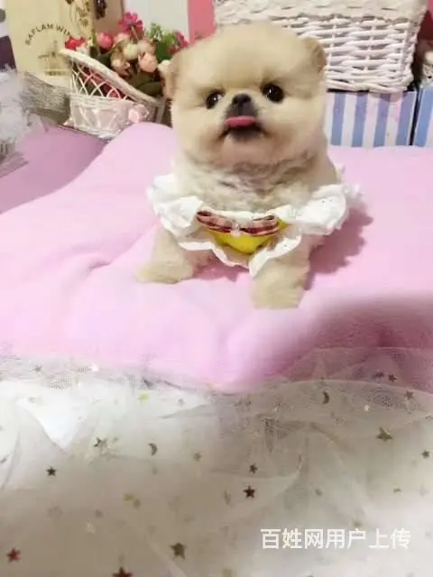 纯种哈多利博美犬 纯种球体白色博美幼犬供您选 - 图片 3