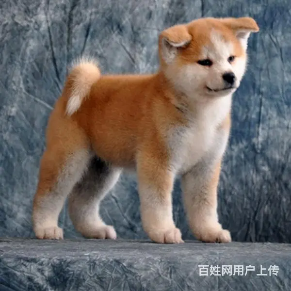 长春哪儿有纯种秋田犬出售，纯种秋田犬价位表 - 图片 5