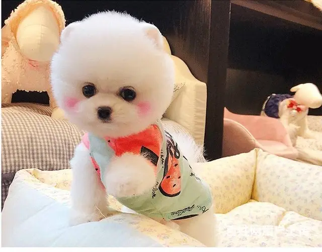 哈多利博美犬 纯种博美幼犬待售中 同城可送货上门挑 - 图片 8