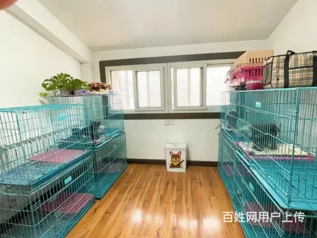 灰泰迪种公对外借配徐州市 - 图片 8