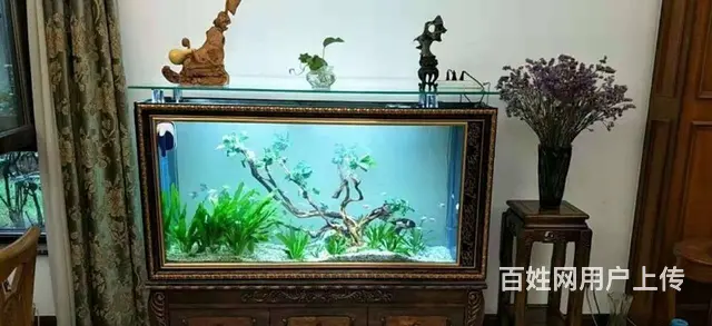 水簇服务 鱼缸换水清洗 鱼缸维修保养 - 图片 8