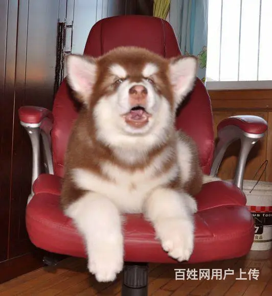 纯种阿拉斯加幼犬，品相好购买有保障 - 图片 3