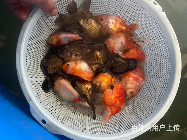 出售元宝鎏金，元宝泰狮，花泰狮 - 图片 2