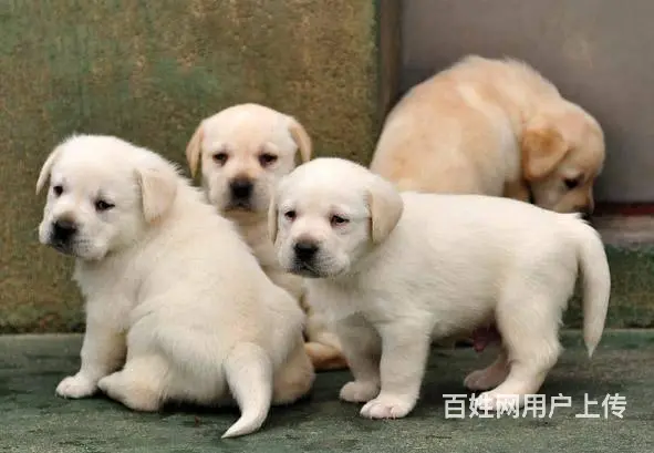 哪有纯种拉布拉多犬的 拉布拉多犬多少钱 - 图片 3