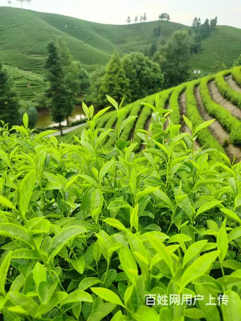 暴雨过后 旱情有所缓解 小戴白茶 自产自销 - 图片 1
