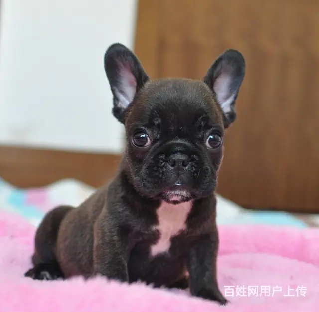 冠军直子双血统斗牛犬一窝 证书可查 可上门挑选 - 图片 4