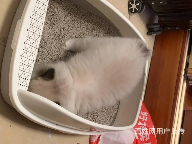 【搞定了！】家里大猫生了一窝小布偶，养不了了，找新主人 - 图片 6