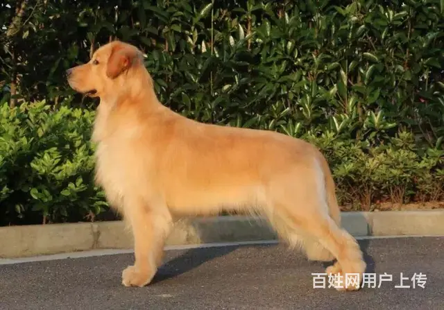 宿迁附近买只金毛哪里有卖 一般金毛多少钱 - 图片 5