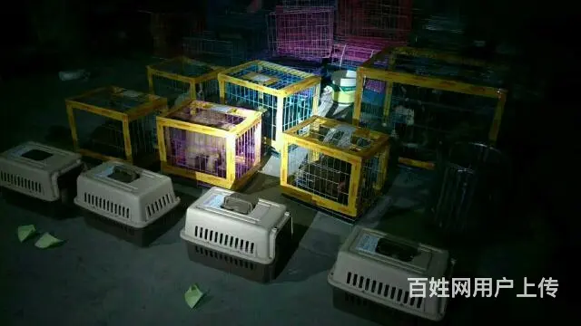 宿州中天宠物托运有限公司 - 图片 8