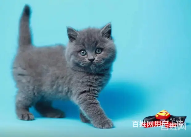 自家繁殖布偶猫 蓝猫 加菲猫 金吉拉等疫苗齐全包纯 - 图片 3