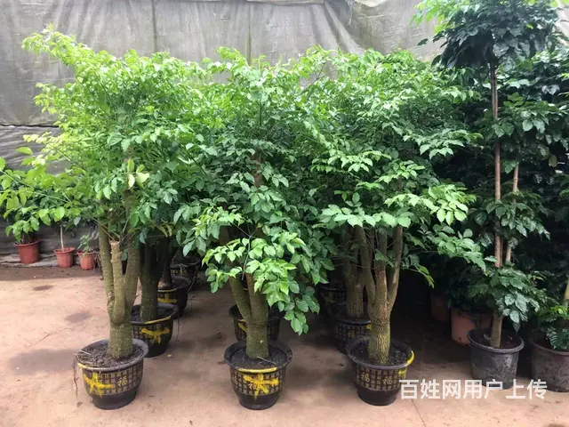 苏州地区花卉绿植租赁养护，苗圃基地批发直销 - 图片 5