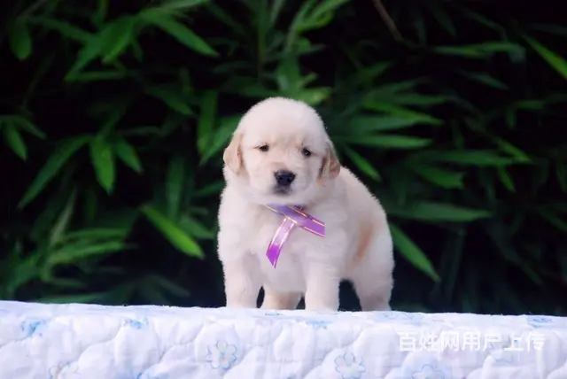 大同有卖金毛犬的吗 金毛犬价位 哪有纯种金毛幼犬 - 图片 7