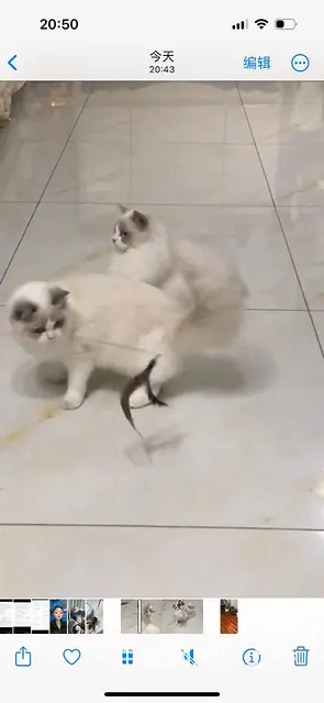 猫猫 - 图片