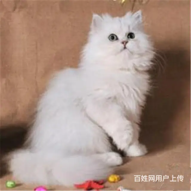 贵州黔南双血统金吉拉猫舍直销 - 图片 4