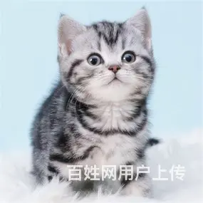 霍邱哪里有猫舍，价格多少钱一只，在哪买放心 - 图片 3