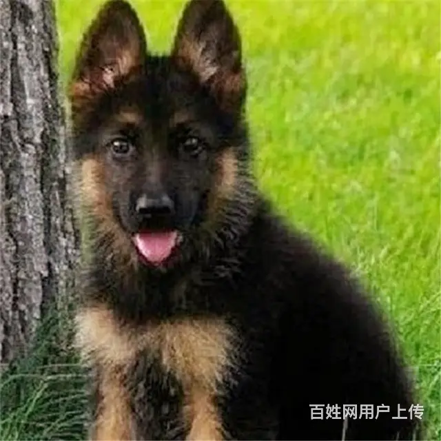 淮南附近德牧狗哪有卖的，可以上门去看的 - 图片 5