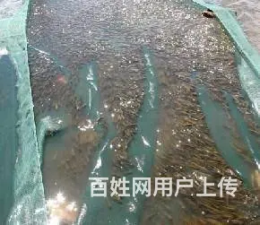 批发出售各类淡水鱼苗/放生鱼苗/观赏鱼苗等大小规格 - 图片 4