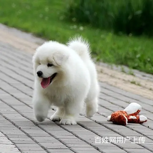 烟台哪里有出售萨摩耶幼犬宝宝 定时做疫苗和驱虫 公 - 图片 1