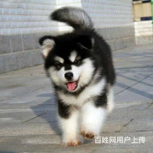 北京哪里能买到赛级纯种双血统阿拉斯加幼犬多少钱 - 图片 4