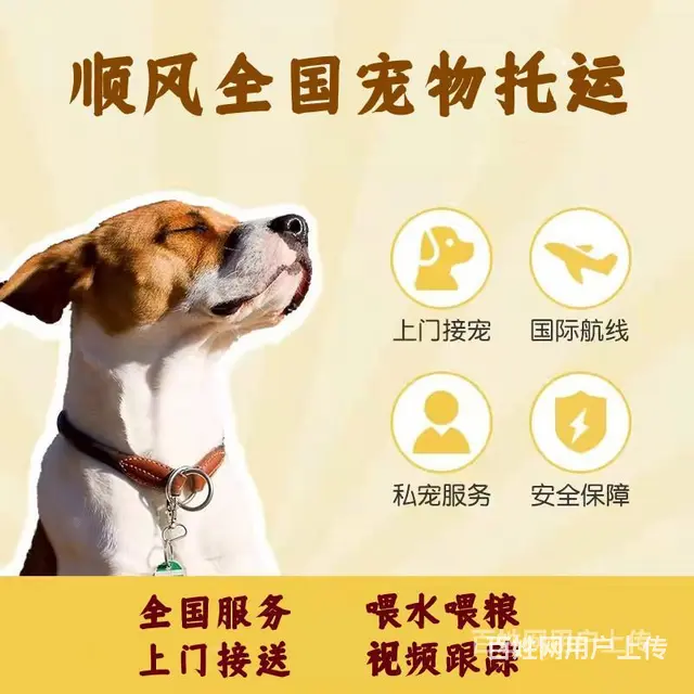 2022安宁市到全国）宠物托运（猫狗）邮寄快递（宠物活体运输 - 图片 2