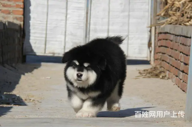 巨型阿拉斯加 精品阿拉斯加犬 保健康 - 图片 5