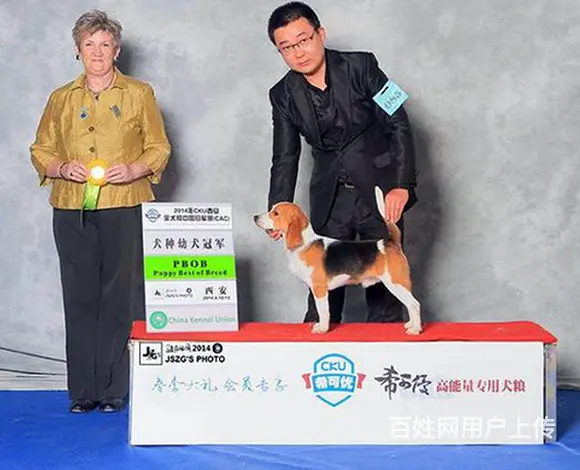 长春卖比格犬的狗场，小比格犬多少钱一只 - 图片 4